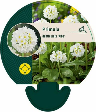Primula denticulata 'Alba' P9 - afbeelding 4