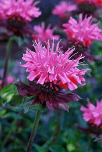 Monarda 'Marshall's Delight' P9 - afbeelding 3