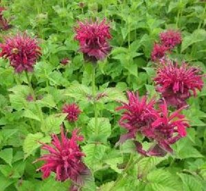 Monarda 'Fireball' P9
