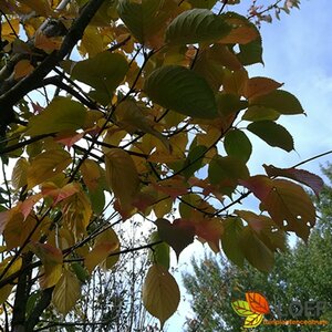 Prunus sargentii ST. 225 8-10 C. 