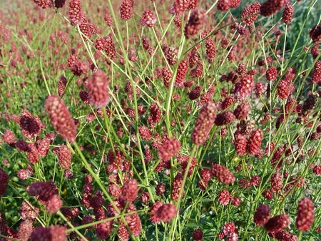 Sanguisorba officinalis 'Red Thunder' P9 - afbeelding 1