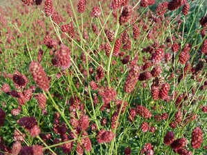 Sanguisorba officinalis 'Red Thunder' P9
