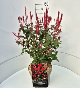 Photinia fraseri 'Carré Rouge' 30/40 C. - afbeelding 5