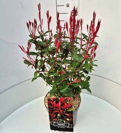 Photinia fraseri 'Carré Rouge' 30/40 C. - afbeelding 6