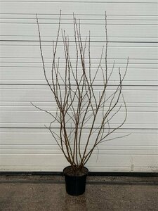 Ribes sanguineum 'King Edward VII' 80/100 W. - afbeelding 4