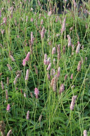 Sanguisorba officinalis 'Pink Tanna' P9 - afbeelding 6