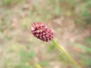 Sanguisorba officinalis 'Pink Tanna' P9 - afbeelding 3