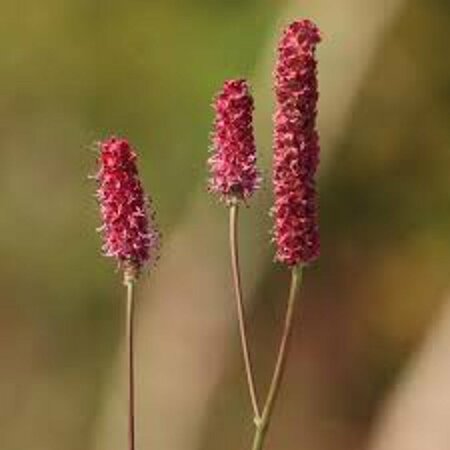 Sanguisorba officinalis 'Pink Tanna' P9 - afbeelding 4
