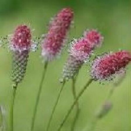 Sanguisorba officinalis 'Pink Tanna' P9 - afbeelding 5