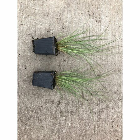 Miscanthus sinensis 'Morning Light' C2 - afbeelding 6