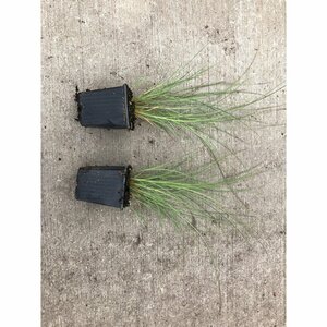 Miscanthus sinensis 'Morning Light' C2 - afbeelding 6