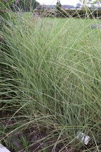 Miscanthus sinensis 'Morning Light' C2 - afbeelding 3
