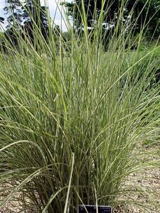 Miscanthus sinensis 'Morning Light' C2