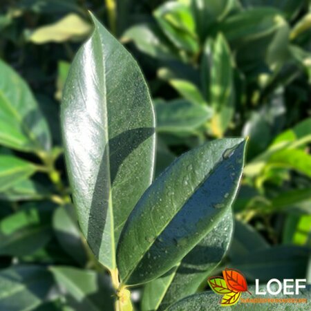 Prunus laurocerasus 'Elly' 80/100 C.