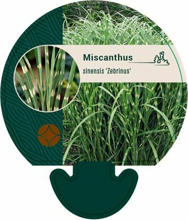 Miscanthus sinensis 'Zebrinus'=strictus P9 - afbeelding 3