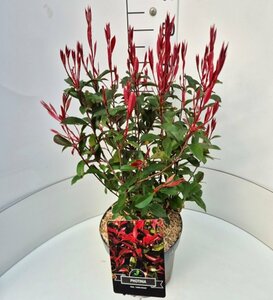 Photinia fraseri 'Carré Rouge' 40/50 C. - afbeelding 6