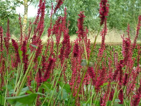 Persicaria amplexicaulis P9 - afbeelding 3