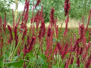 Persicaria amplexicaulis P9 - afbeelding 3