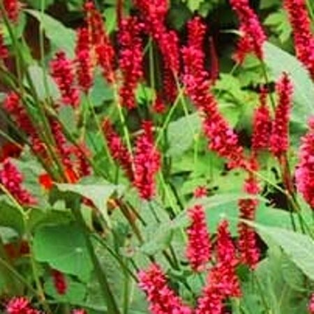 Persicaria amplexicaulis P9 - afbeelding 2