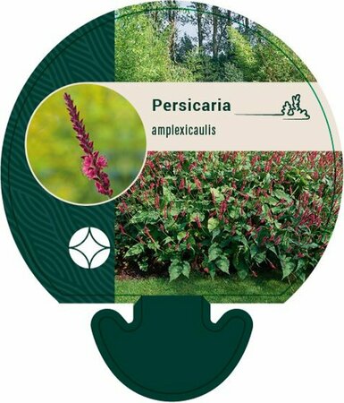 Persicaria amplexicaulis P9 - afbeelding 11