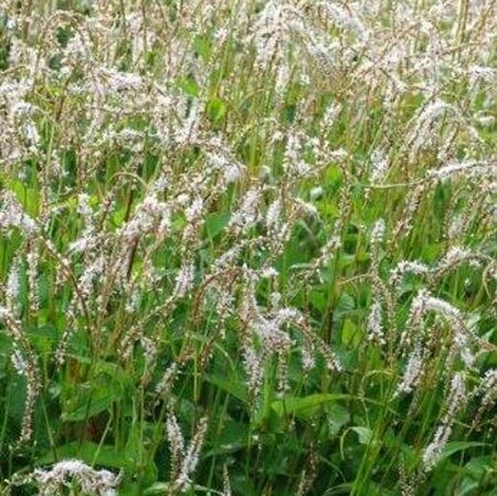 Persicaria ampl. 'White Eastfield' P9 - afbeelding 1