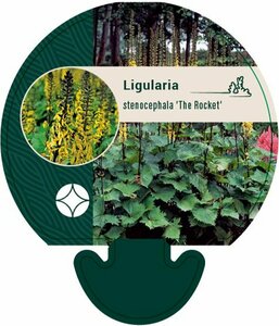 Ligularia stenocephala 'The Rocket' P9 - afbeelding 3