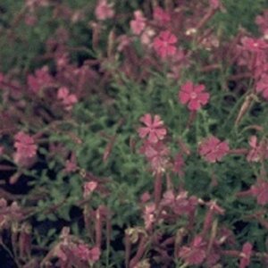 Silene schafta P9 - afbeelding 2