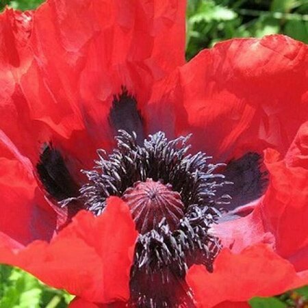 Papaver orientale 'Beauty of Livermere' P9 - afbeelding 2