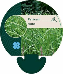 Panicum virgatum P9