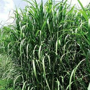 Miscanthus giganteus P9