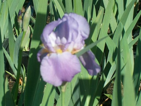 Iris germanica 'Alcazar' P9 - afbeelding 1
