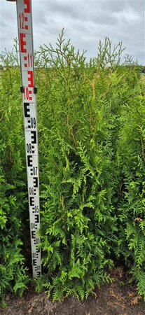 Thuja occidentalis 'Brabant' 100/125 C. - afbeelding 5