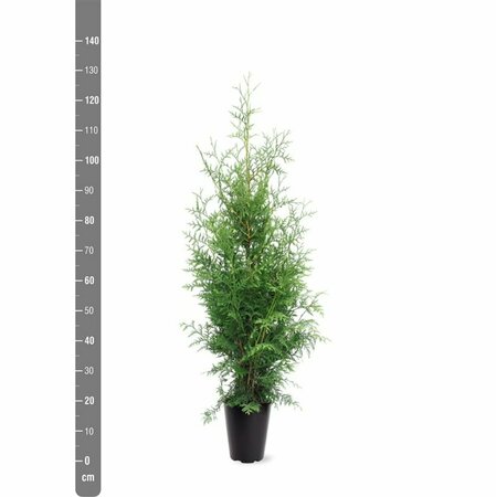 Thuja occidentalis 'Brabant' 100/125 C. - afbeelding 9