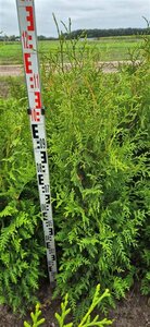 Thuja occidentalis 'Brabant' 100/125 C. - afbeelding 4