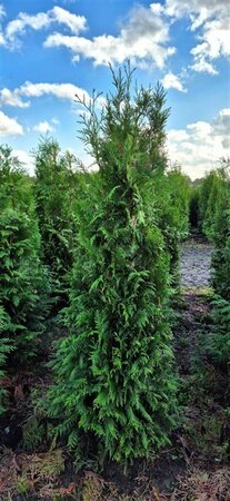 Thuja occidentalis 'Brabant' 100/125 C. - afbeelding 2