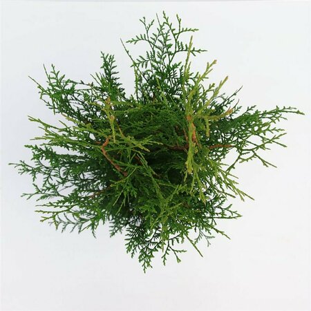 Thuja occidentalis 'Brabant' 100/125 C. - afbeelding 14