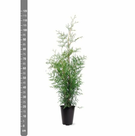 Thuja occidentalis 'Brabant' 100/125 C. - afbeelding 13