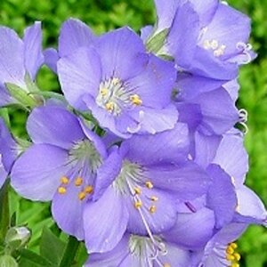 Polemonium caeruleum P9