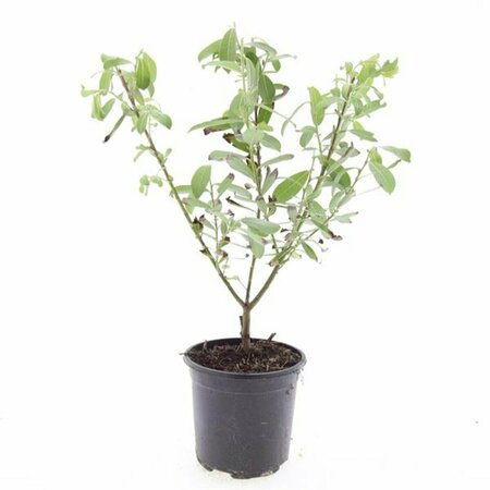 Salix gracilistyla 'Mount Aso' 80/100 C. - afbeelding 3