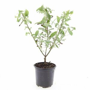 Salix gracilistyla 'Mount Aso' 80/100 C. - afbeelding 3