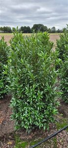 Prunus laur. 'Sofia' 25/30 C. - afbeelding 2