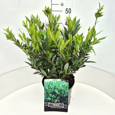 Prunus laurocerasus 'Otto Luyken' ST. 180 C.  - afbeelding 3