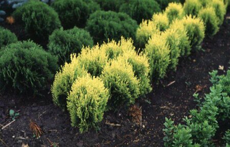 Thuja occidentalis 'Aurea Nana' C2