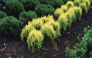 Thuja occidentalis 'Aurea Nana' C2