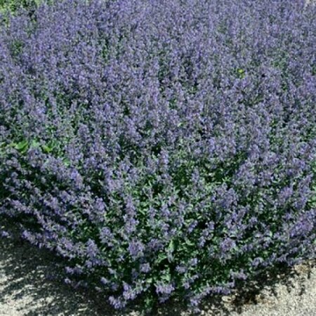 Nepeta 'Kit Cat' P9 - afbeelding 2