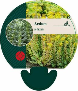 Sedum reflexum P9