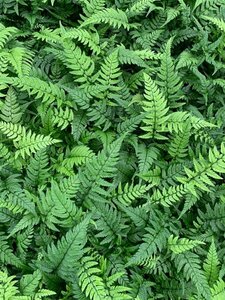 Polystichum tsussimense P9 - afbeelding 5