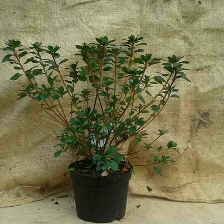 Rhododendron (AJ) 'Moederkensdag' 25/30 C. - afbeelding 1