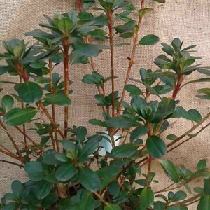 Rhododendron (AJ) 'Moederkensdag' 25/30 C. - afbeelding 2