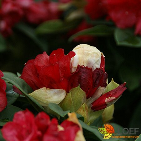 Rhododendron 'Red Jack' 50/60 C.  - afbeelding 1